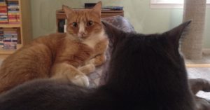 Chevy & Banjo