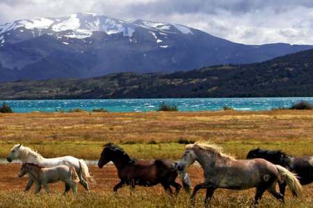 Horses